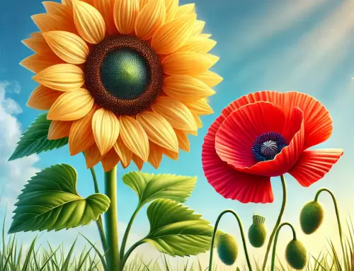 Poppy or Sunflower – which one are you?